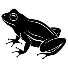 frog isolated on white