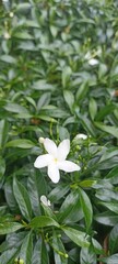 Jasmine Blooms Among Green Leaves
