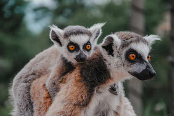 ring tailed lemurs