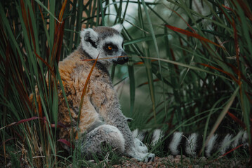 ring tailed lemur sitting on the ground © Tommasodelton