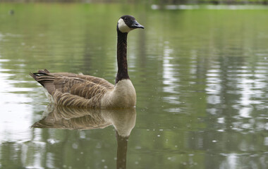 a lovely goose, reflections in the water, canada goose, canadian goose