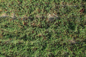 Tomato plantation growing in italian countryside during summertime. In Piacenza, Italy