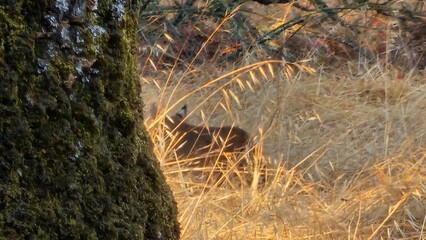 bobcat