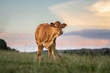 Limousin calf at the sunset hour
