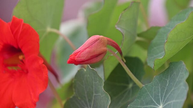 Nasturtium flower bud closeup in a light breeze. 