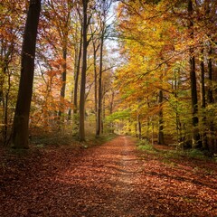 Fototapeta premium all forest trail