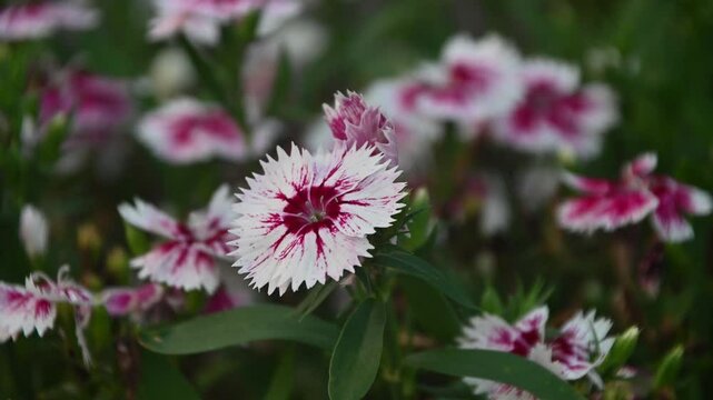 Dianthus pink flower closeup with light breeze 