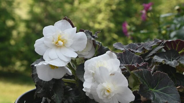 Begonia whit flowers in a pot with green tree blurred background
