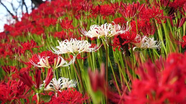 Red and white spider lilies&nbsp;(Lycoris radiata) at Satte's&nbsp;Gongendo park