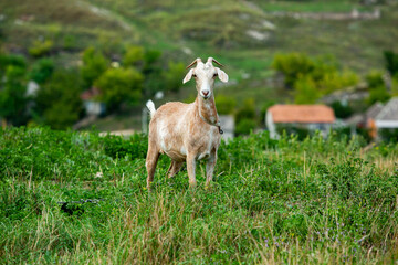 Fototapeta premium Rural landscape in the Republic of Moldova. Photo with beautiful nature from the country in Eastern Europe.