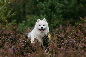 Fototapeta premium A Samoyed dog in the forest in summer