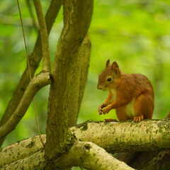 Obraz premium Red squirrel (Sciurus vulgaris) sitting