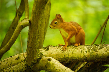 Red squirrel (Sciurus vulgaris) sitting