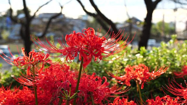 Red spider lilies&nbsp;(Lycoris radiata) at Satte's&nbsp;Gongendo park