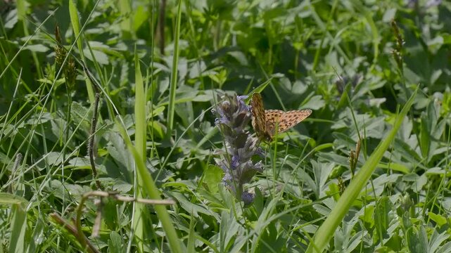 Pearl-bordered Fritillary on Bugle