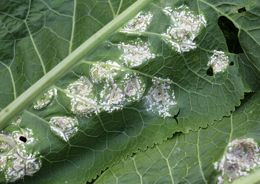 The plant is affected by white blister rust (Albugo candida)