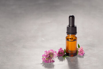 Clover flowers and essential oil on grey background. Hair treatment concept. Close up. Copy space