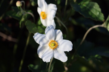 Sweden. Eriocapitella hupehensis, a species of flowering plant in the buttercup family Ranunculaceae, is native to Asia. 