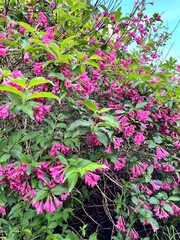 A Blooming bush with pink tubular flowers. Weigela in the summer garden. Floral background