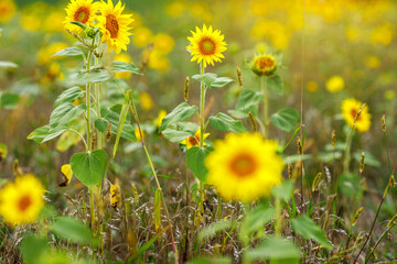 Agriculture. Close up of blooming sunflower heads or Helianthus annuus on summer field with yellow...