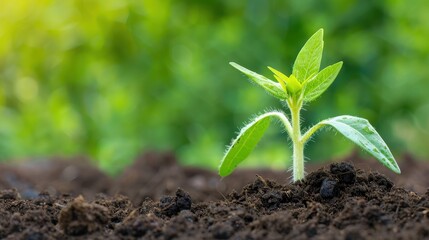 Fototapeta premium Close-up of a young green plant sprouting from fertile soil, symbolizing new life, growth, and environmental sustainability.
