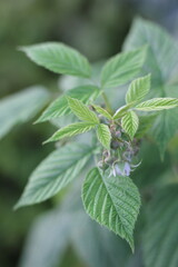 Raspberry plant leaves growing in the summer garden.