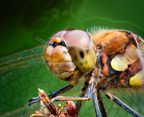 Portrait of a red dragonfly, Macro shot of resting on a stem. macro closed up, natural insect
