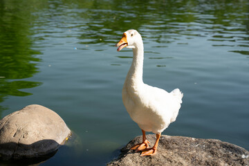 a goose standing on a stone in a pond