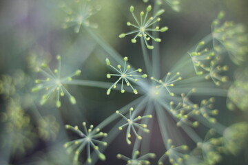 Dill plant growing in the garden.