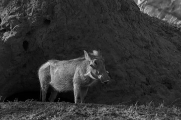 Solitary warthog seen on an African safari in Botswana