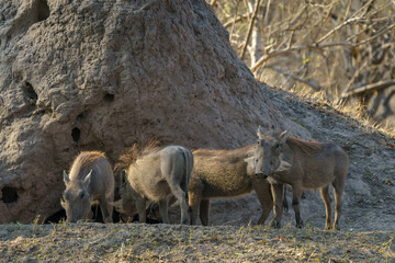 Warthogs in the wild outside their termite mound home seen on an African safari in Botswana