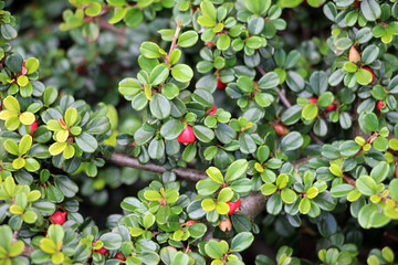 In the autumn, a decorative bush of the cotoneaster horizontalis grows in the garden