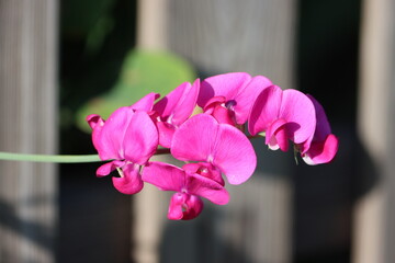 Sweden. The sweet pea, Lathyrus odoratus, is a flowering plant in the genus Lathyrus in the family...