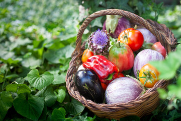 A basket full of vegetables, such as tomatoes, peppers, aubergines and cabbages. The basket is...