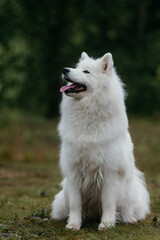 A Samoyed dog in a summer forest. Portrait.