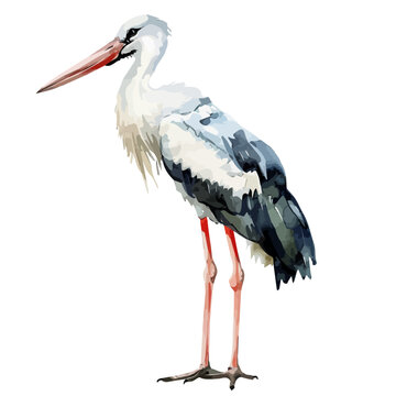 watercolor stork bird standing white background clip art preview