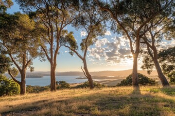 Menlo Park California. Beautiful Eucalyptus Trees and Grass in Bedwell Bayfront Park