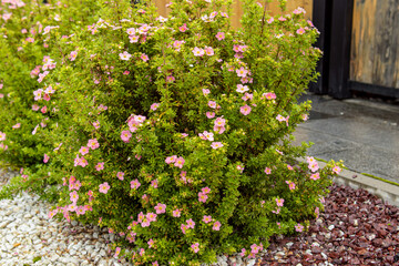 Pink flowers on bush. Kuril bush tea. Herb garden