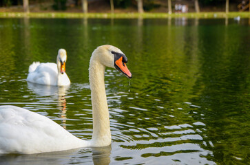 White swan on a pond, close-up, bird of France, summer, park, detail, cute, mood, Europe, in natural habitat, animal protection