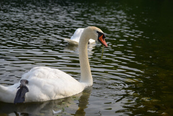 White swan on a pond, close-up, bird of France, summer, park, detail, cute, mood, Europe, in natural habitat, animal protection