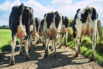 Back, group and cows on farm for walking, grazing and vegetation for nutrition in sustainable outdoor. Countryside, animals and cattle livestock in nature for milk production, agriculture and eating © Penn/peopleimages.com