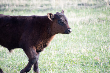 Fototapeta premium Calves in a field Colorado