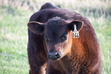 Fototapeta premium Calves in a field Colorado