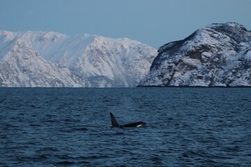 Obraz premium Majestic Whale Amidst Fjords