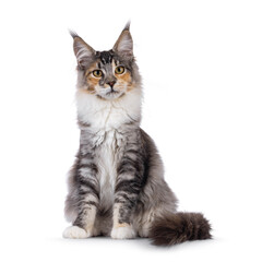 Impressive tortie Maine Coon cat female, sitting up facing front. Looking towards camera. Isolated on a white background.