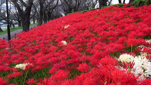 Red spider lilies&nbsp;(Lycoris radiata) at Satte's&nbsp;Gongendo park