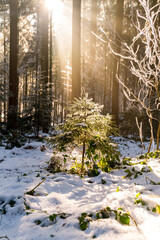 Magical winter forest with sunshine in Bavaria in Germany