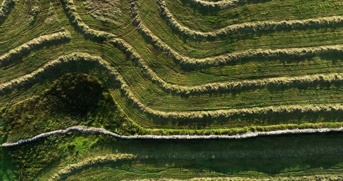 Top down shot of mowed down hay
