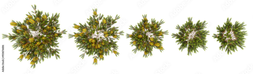 Poster 3d rendering of banksia plants on transparent background from top view