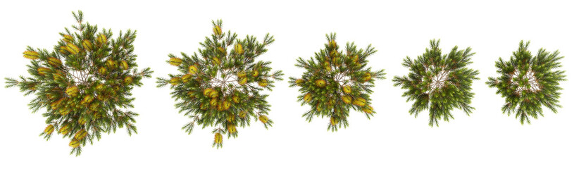 3d rendering of banksia plants on transparent background from top view © Saifstock